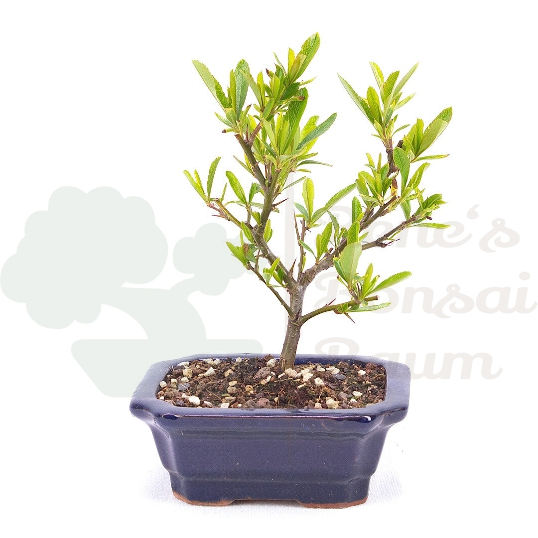 Schmalblättriger Feuerdorn 'Pyracantha angustifolia'